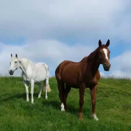Апартаменты Im Fachwerkhaus *