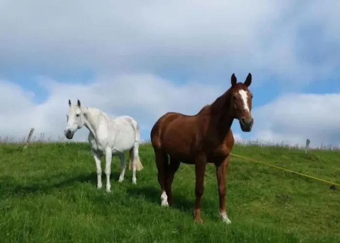 Apartment Im Fachwerkhaus *